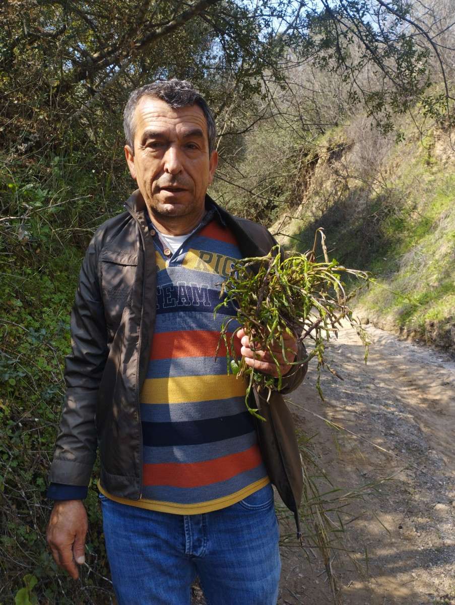 Aydın'ın acı otu kedirgen ve sarmaşıklar yüzünü gösterdi